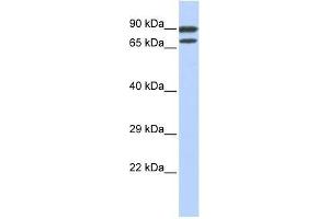 ZNF583 antibody used at 0. (ZNF583 antibody  (N-Term))