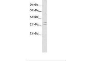 Image no. 1 for anti-POU Class 1 Homeobox 1 (POU1F1) (AA 75-124) antibody (ABIN202174) (POU1F1 antibody  (AA 75-124))