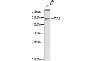 Western blot analysis of extracts of BT-474 cells using TIA1 Polyclonal Antibody at dilution of 1:1000. (TIA1 antibody)
