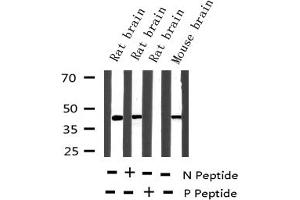 Western blot analysis of Phospho-MEK1 (Thr291) expression in various lysates (MEK1 antibody  (pThr292))