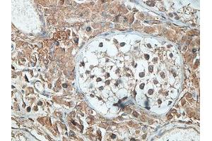 IHC analysis of formalin-fixed paraffin-embedded human testis tissue with membrane staining, using SNTG2 antibody (1/100 dilution). (SNTG2 antibody  (AA 143-324))