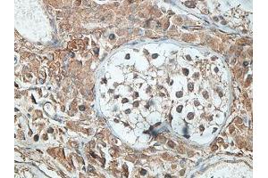 IHC analysis of formalin-fixed paraffin-embedded human testis tissue with membrane staining, using SNTG2 antibody (1/100 dilution).