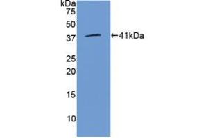 Western blot analysis of recombinant Human WNT3A. (WNT3A antibody  (AA 19-352))