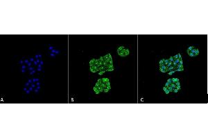 Immunocytochemistry/Immunofluorescence analysis using Mouse Anti-GRP78 Monoclonal Antibody, Clone 6H4-2G7 (ABIN863113).