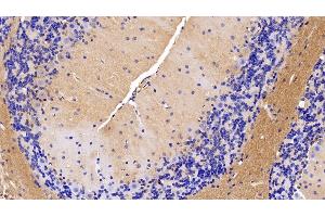 Detection of MOG in Mouse Cerebellum Tissue using Polyclonal Antibody to Myelin Oligodendrocyte Glycoprotein (MOG) (MOG antibody  (AA 30-149))