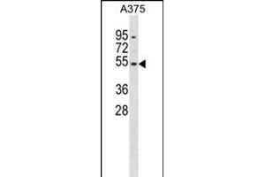 DUSP10 Antibody (Center) (ABIN1881272 and ABIN2838898) western blot analysis in  cell line lysates (35 μg/lane).
