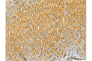 ABIN6265604 and ABIN6276691 at 1/100 staining Mouse stomach tissue by IHC-P.