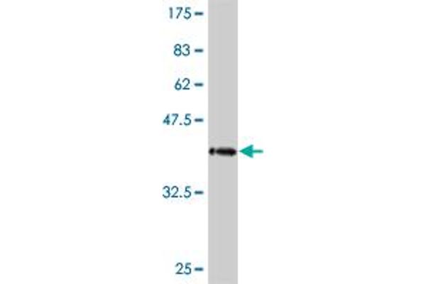 PCDHA10 antibody  (AA 182-290)