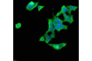 Immunofluorescence staining of 293 cells with ABIN7170440 at 1:66, counter-stained with DAPI.