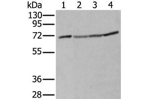 Western blot analysis of A172 Hela Hepg2 and K562 cell lysates using ZUFSP Polyclonal Antibody at dilution of 1:300 (ZUFSP antibody)