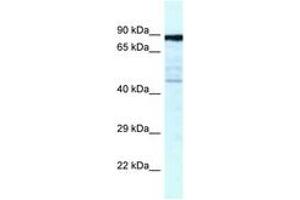 Image no. 1 for anti-Cytoskeleton Associated Protein 2 (CKAP2) (AA 349-398) antibody (ABIN6747548) (CKAP2 antibody  (AA 349-398))