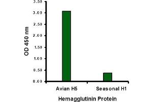 Hemagglutinin antibody at 1 µg/mL specifically recognizes Avian H5N1 influenza virus but not seasonal influenza virus A H1N1 Hemagglutinin protein. (Hemagglutinin antibody  (Middle Region))