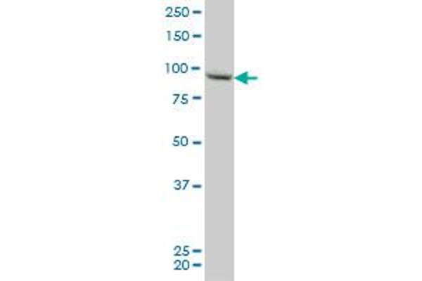 RGL2 antibody  (AA 644-743)