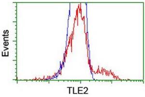 HEK293T cells transfected with either RC202474 overexpress plasmid (Red) or empty vector control plasmid (Blue) were immunostained by anti-TLE2 antibody (ABIN2455517), and then analyzed by flow cytometry. (TLE2 antibody)
