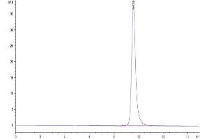 The purity of SARS-CoV-2 Spike RBD (Gamma P. (SARS-CoV-2 Spike Protein (P.1 - gamma, RBD) (His tag))