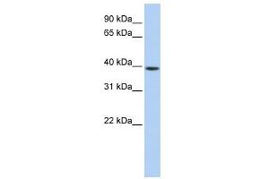 GNAO1 antibody used at 1 ug/ml to detect target protein.