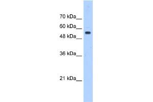 WB Suggested Anti-PODXL Antibody Titration:  0. (PODXL antibody  (Middle Region))