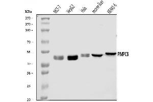 Western blot analysis of MPPB/PMPCB using anti-MPPB/PMPCB antibody (ABIN7600758).
