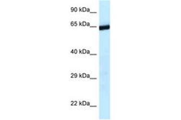 ERCC6L2 anticorps  (AA 1120-1169)