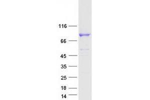 Validation with Western Blot (C17orf70 Protein (Transcript Variant 1) (Myc-DYKDDDDK Tag))