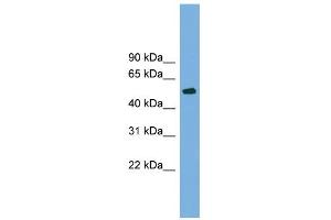WB Suggested Anti-TUBB4 Antibody Titration: 0. (TUBB4 antibody  (N-Term))