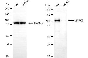 Western blotting analysis using MAPK6 antibody (ABIN7799455). (Recombinant MAPK6 antibody)
