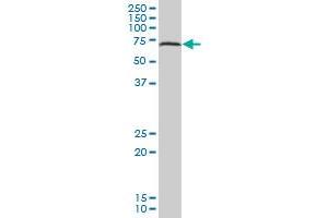 PDCD8 MaxPab polyclonal antibody. (AIF antibody  (AA 1-613))