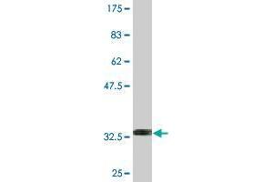 Western Blot detection against Immunogen (33. (NXF2 antibody  (AA 95-168))