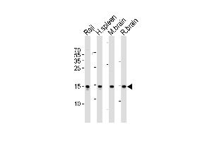 Western blot analysis of lysates from Raji cell line, human spleen, mouse brain and rat brain tissue lysate(from left to right), using FIS1 Antibody (N-term) (ABIN6243662 and ABIN6577460). (Fission 1 antibody  (N-Term))