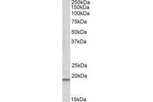 AP21514PU-N SPINT2 Antibody staining of Human Placenta lysate at 0. (SPINT2 antibody  (Internal Region))