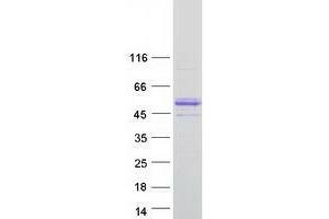 Validation with Western Blot (VWA1 Protein (Transcript Variant 1) (Myc-DYKDDDDK Tag))