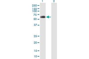 Western Blot analysis of SPAG8 expression in transfected 293T cell line by SPAG8 MaxPab polyclonal antibody. (SPAG8 antibody  (AA 1-501))