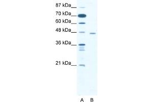 WB Suggested Anti-CTBP1 Antibody   Titration: 1.