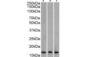 Western Blot using anti-H3K27me3 antibody BT164. (Recombinant Histone 3 antibody  (H3K27me3))