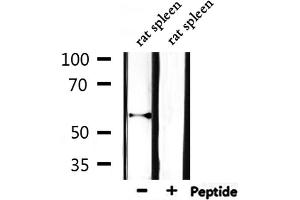 Western blot analysis of extracts from rat spleen, using Cytochrome P450 11A1 Antibody.