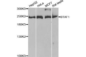 Western blot analysis of extracts of various cell lines, using BTAF1 antibody (ABIN5973427) at 1/1000 dilution. (BTAF1 antibody)