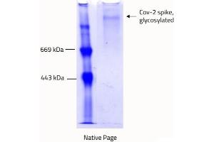 Blue-native PAGE (BN PAGE) image for SARS-CoV-2 Spike (Trimer) protein (rho-1D4 tag) (ABIN6953196) (SARS-CoV-2 Spike Protein (Trimer) (rho-1D4 tag))