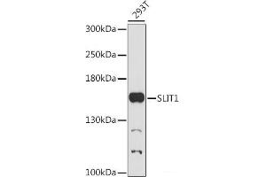 Western blot analysis of extracts of 293T cells using SLIT1 Polyclonal Antibody at dilution of 1:1000. (SLIT1 antibody)