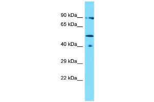 Host: Rabbit Target Name: LACE1 Sample Type: THP-1 Whole Cell lysates Antibody Dilution: 1. (LACE1 antibody  (N-Term))