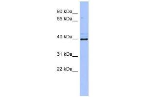 ZFP42 antibody used at 0. (ZFP42 antibody  (Middle Region))