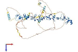 Paxillin Protein (PXN) (AA 1-591) (His tag)