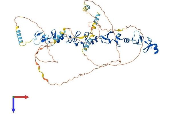 Paxillin Protein (PXN) (AA 1-591) (His tag)