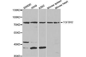 Western Blotting (WB) image for anti-Transforming Growth Factor, beta Receptor II (70/80kDa) (TGFBR2) antibody (ABIN1875405) (TGFBR2 antibody)