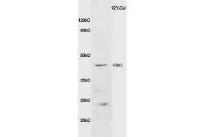 Mouse brain lysate probed with Anti GALR2 Polyclonal Antibody, Unconjugated (ABIN1386167) at 1:200 overnight at 4 °C. (GALR2 antibody  (AA 51-150))