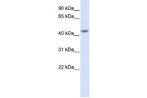 Western Blotting (WB) image for anti-Interleukin 11 Receptor, alpha (IL11RA) antibody (ABIN2459023) (IL11RA antibody)