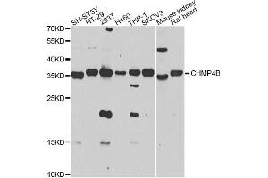 Western blot analysis of extracts of various cell lines, using CHMP4B antibody (ABIN4903276) at 1:1000 dilution. (CHMP4B antibody)