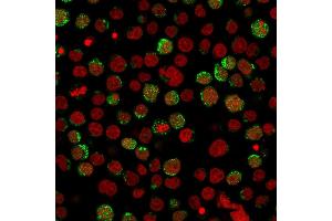 Immunofluorescence (IF) image for anti-CD40 Ligand (CD40LG) (AA 108-261) antibody (ABIN6941188)