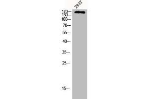 Western Blot analysis of 293T cells using CUX1 Polyclonal Antibody (CUX1 antibody  (N-Term))