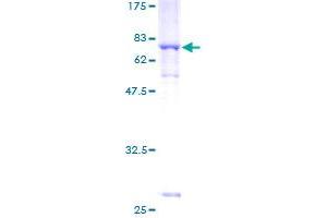 ACTR1A Protein (AA 1-376) (GST tag)