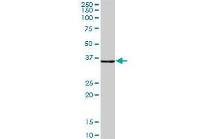 CLYBL MaxPab polyclonal antibody. (CLYBL antibody  (AA 1-340))